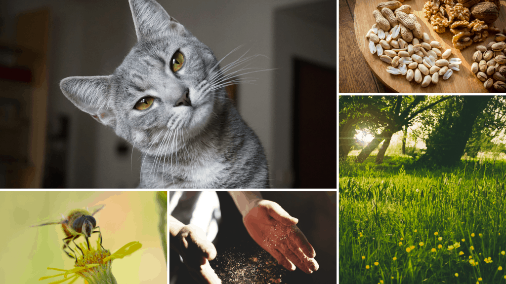 common allergens: cat, nuts, pollen, dust mite, wasp sting