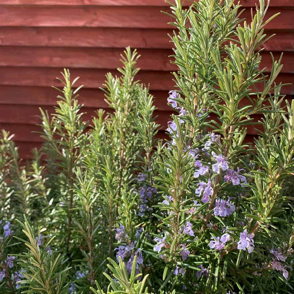 rosemary flowers